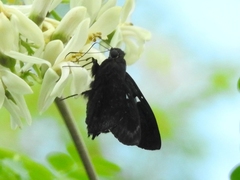 Astraptes janeira