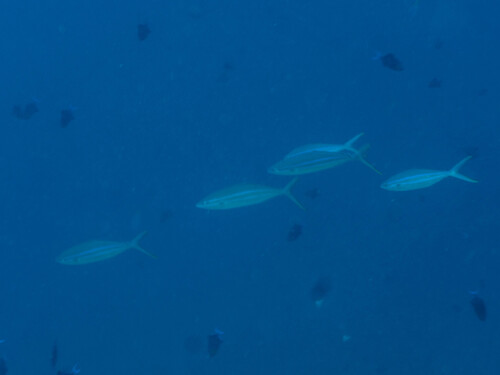 Elagatis bipinnulata