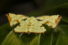 Corymica