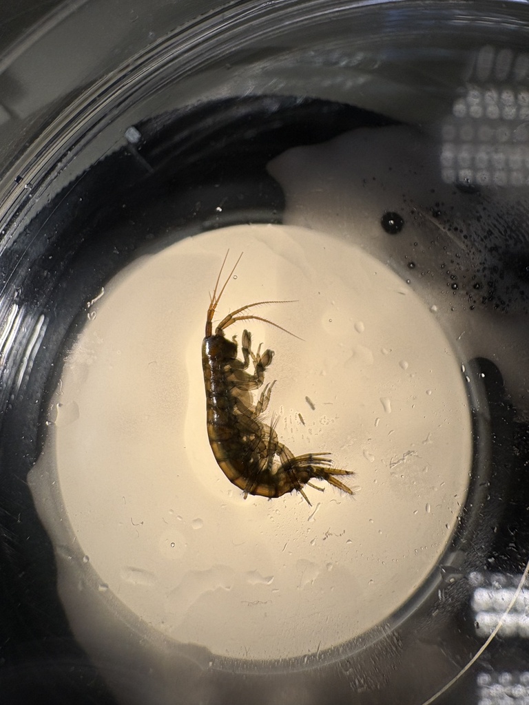 Chaetogammarus marinus