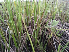 Brephidium pseudofea