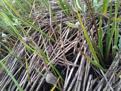 Brephidium pseudofea