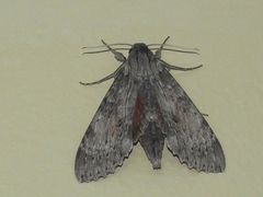 Erinnyis yucatana