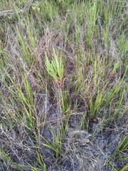 Salicornia perennis