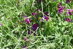 Ipomoea orizabensis