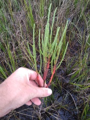 Salicornia perennis