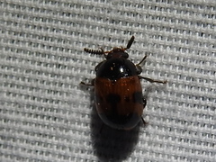 Diaperis nigronotata