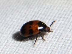 Diaperis nigronotata