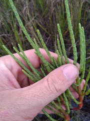 Salicornia perennis