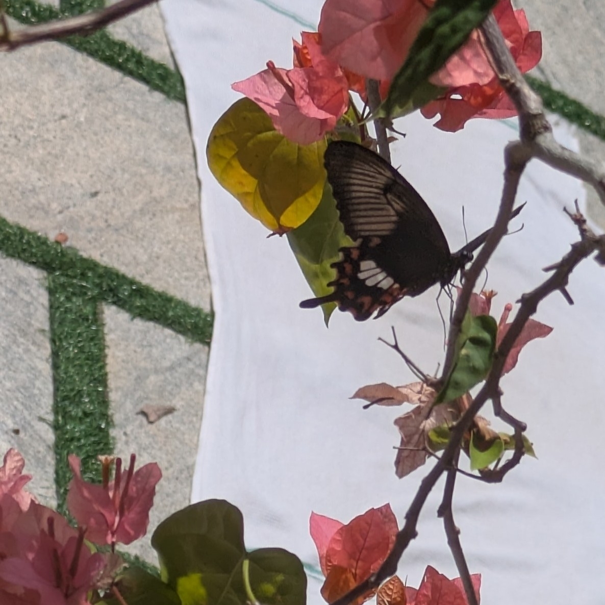 Common Mormon