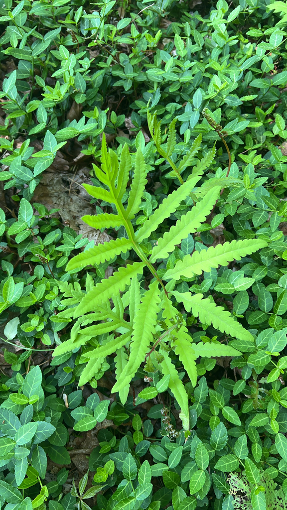 sensitive fern