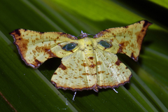 Corymica