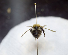 Bombus schrencki