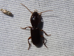 Stenomorphus californicus