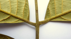 Tachigali densiflora