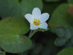 Polemonium pulcherrimum shastense