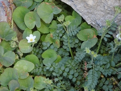 Polemonium pulcherrimum shastense
