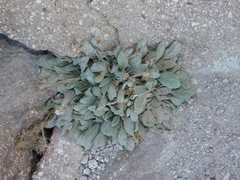 Phacelia hastata compacta