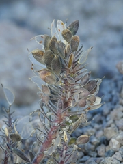 Draba aureola