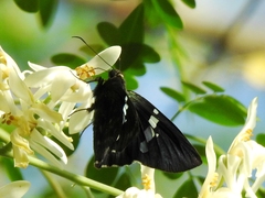 Astraptes janeira