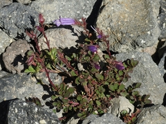 Penstemon davidsonii davidsonii