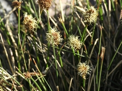 Carex breweri