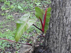 Philodendron erubescens