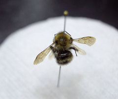 Bombus schrencki