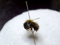 Bombus schrencki