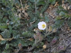 Polemonium pulcherrimum shastense