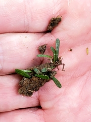 Lilaeopsis chinensis