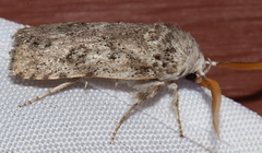 Cryptophasa irrorata