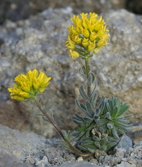 Draba aureola