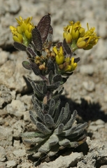 Draba aureola