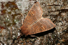 Xanthia ocellaris