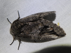 Heterocampa obliqua