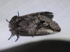 Heterocampa obliqua
