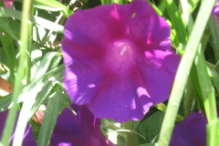 Ipomoea orizabensis