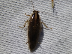 Blattella vaga