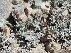 Chaenactis nevadensis