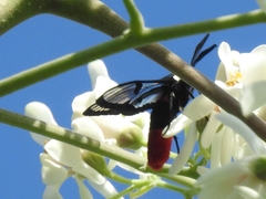 Aethria haemorrhoidalis