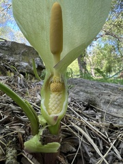 Arum italicum — photo 2