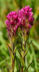 Castilleja lassenensis