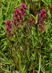 Castilleja lassenensis