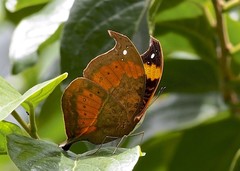 Precis tugela tugela