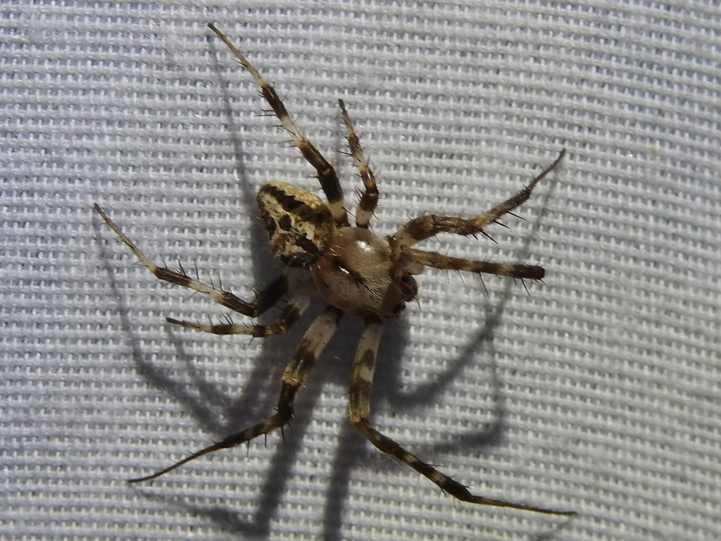 Neoscona utahana