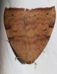 Detounda leptoplasta