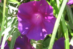 Ipomoea orizabensis