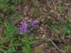 Liatris virgata