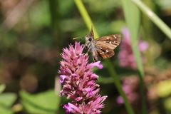 Piruna polingii